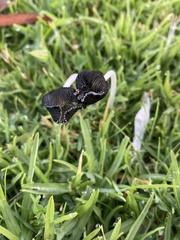 Coprinus calyptratus