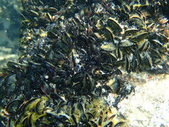 Mytilus galloprovincialis