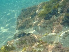 Sparus auratus