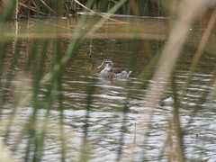 Callonetta leucophrys