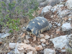 Testudo marginata