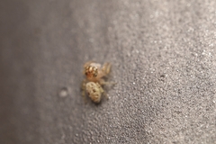 Salticinae