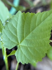 Vitis rotundifolia