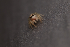 Salticinae