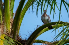 Columba guinea