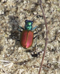 Cicindela scutellaris