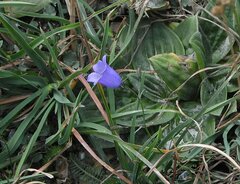 Campanula scheuchzeri