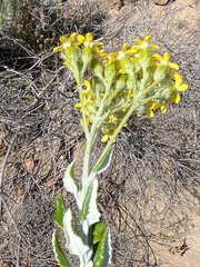 Senecio hollandii