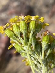 Senecio hollandii