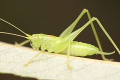 Meconema meridionale