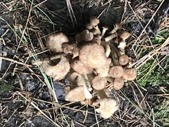 Pholiota terrestris