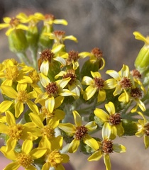 Senecio hollandii