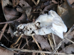 Loweomyces fractipes