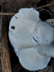 Loweomyces fractipes