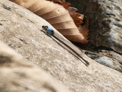 Argia apicalis
