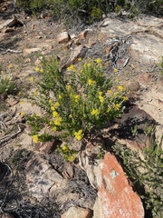 Senecio hollandii