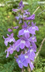 Lobelia