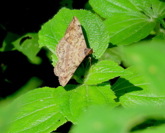 Anticarsia gemmatalis