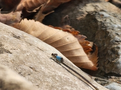 Argia apicalis