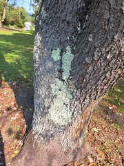 Flavoparmelia baltimorensis