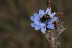 Eristalis intricaria