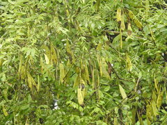 Dalbergia cana