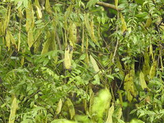 Dalbergia cana