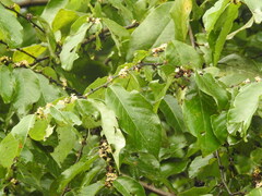 Bridelia ovata