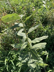 Asclepias syriaca