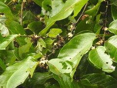 Bridelia ovata