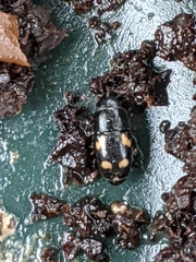 Glischrochilus quadrisignatus