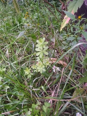 Galium