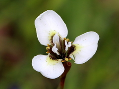 Moraea tricuspidata