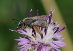 Eucera collaris