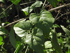 Commicarpus scandens