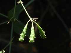 Commicarpus scandens