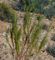 Gomphocarpus fruticosus