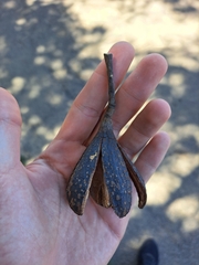 Cedrela fissilis