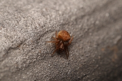 Araneidae