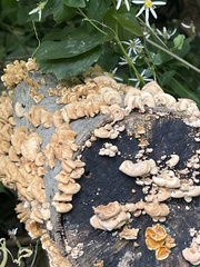 Mensularia radiata