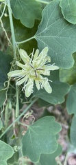 Passiflora affinis