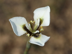 Moraea tricuspidata