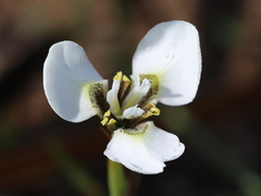 Moraea tricuspidata