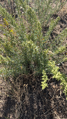 Artemisia dracunculus