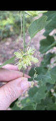 Passiflora affinis