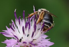 Eucera collaris