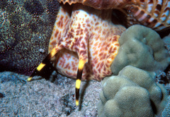 Charonia tritonis