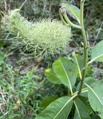 Asclepias syriaca