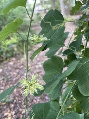Passiflora affinis