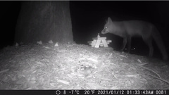 Vulpes vulpes fulvus